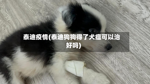 泰迪疫情(泰迪狗狗得了犬瘟可以治好吗)