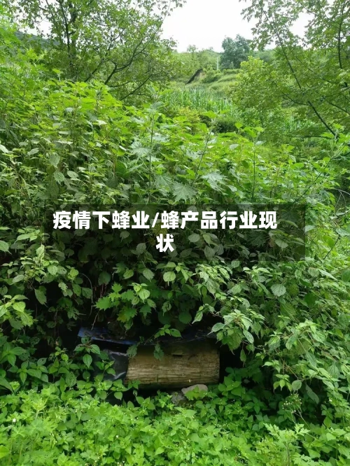 疫情下蜂业/蜂产品行业现状