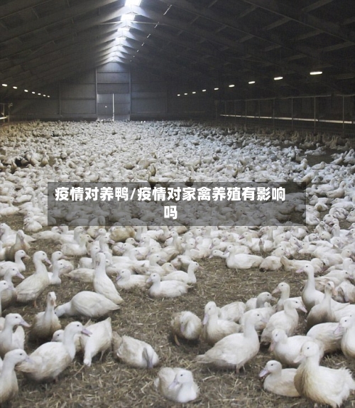 疫情对养鸭/疫情对家禽养殖有影响吗-第2张图片