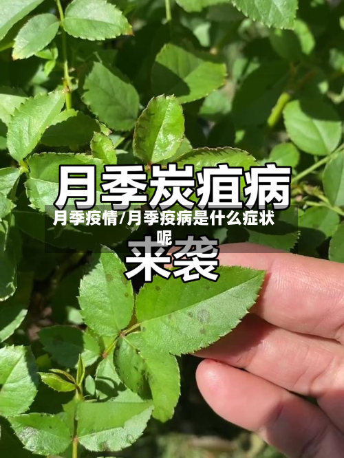 月季疫情/月季疫病是什么症状呢