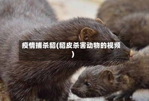 疫情捕杀貂(貂皮杀害动物的视频)-第2张图片