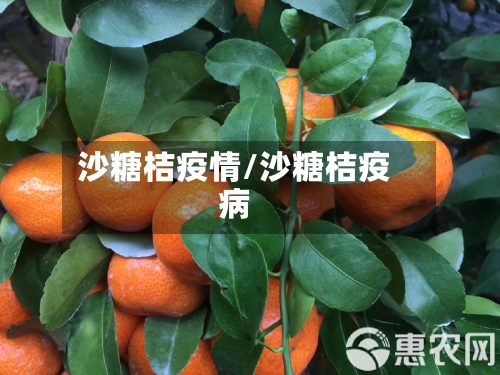 沙糖桔疫情/沙糖桔疫病