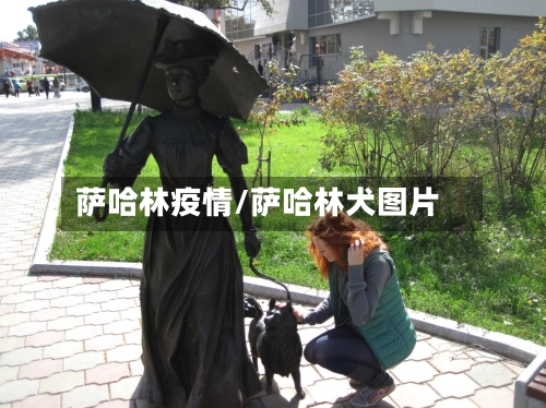 萨哈林疫情/萨哈林犬图片