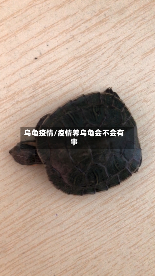 乌龟疫情/疫情养乌龟会不会有事