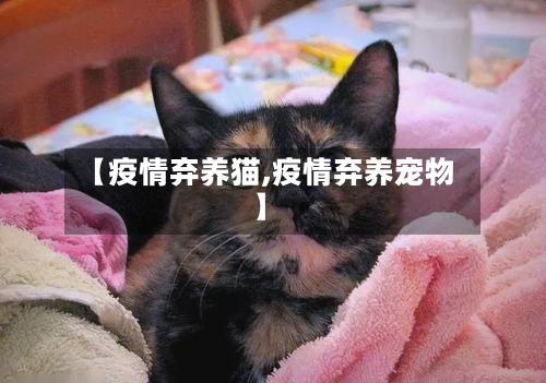 【疫情弃养猫,疫情弃养宠物】-第2张图片
