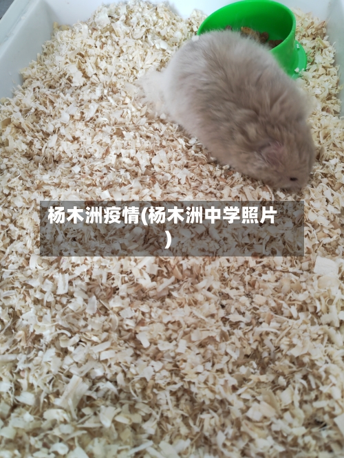 杨木洲疫情(杨木洲中学照片)-第2张图片