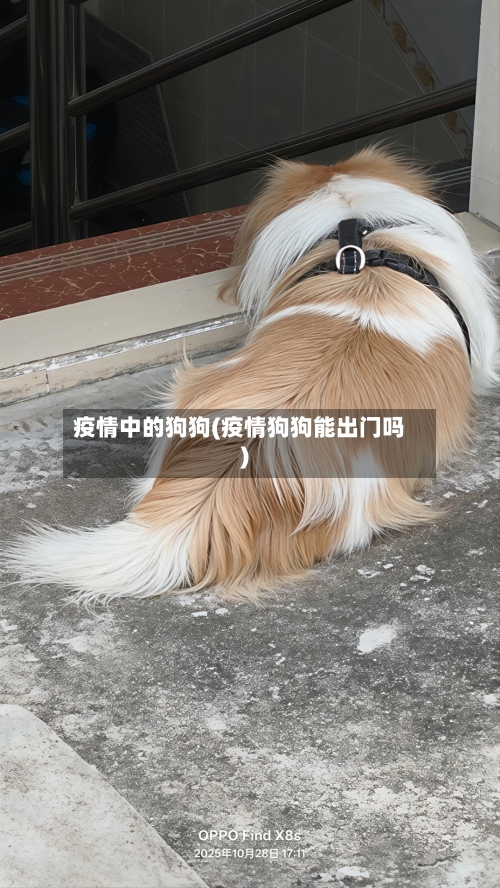 疫情中的狗狗(疫情狗狗能出门吗)-第2张图片