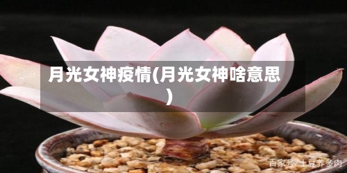 月光女神疫情(月光女神啥意思)