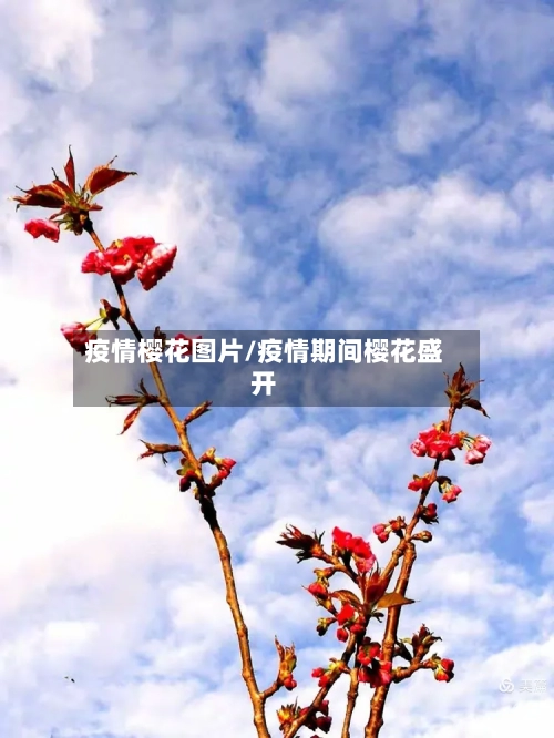 疫情樱花图片/疫情期间樱花盛开