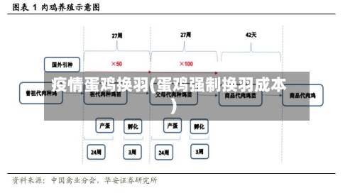 疫情蛋鸡换羽(蛋鸡强制换羽成本)