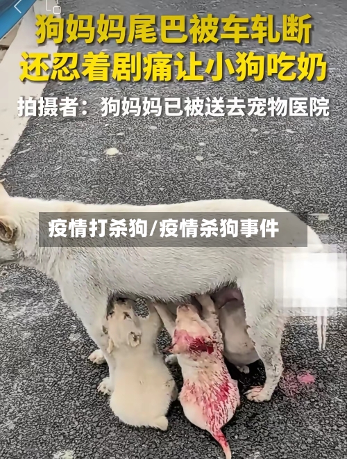 疫情打杀狗/疫情杀狗事件