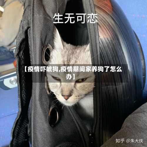 【疫情吓唬狗,疫情期间家养狗了怎么办】-第3张图片