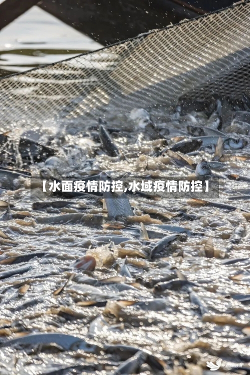 【水面疫情防控,水域疫情防控】-第2张图片